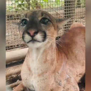 Puma rescatado en Montería fue devuelto a su hábitat Puma rescatado en Montería fue devuelto a su hábitat