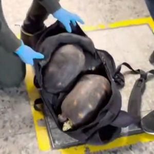 Capturan a hombre con tres tortugas morrocoy en terminal de Ibagué Capturan a hombre con tres tortugas morrocoy en terminal de Ibagué