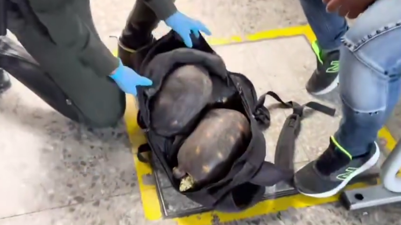 Capturan a hombre con tres tortugas morrocoy en terminal de Ibagué Capturan a hombre con tres tortugas morrocoy en terminal de Ibagué