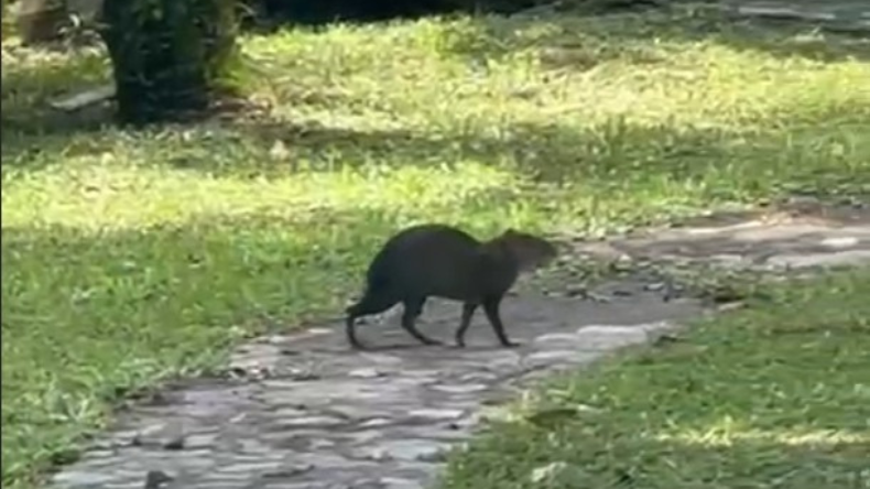 Un guatín fue avistado en el campus de la Universidad del Tolima Un guatín fue avistado en el campus de la Universidad del Tolima