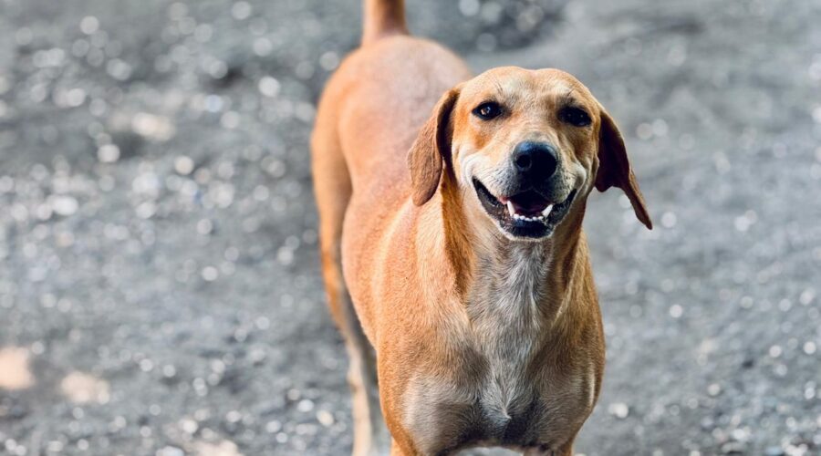 Rescataron y atendieron a más de 60 perros en El Espinal Rescataron y atendieron a más de 60 perros en El Espinal